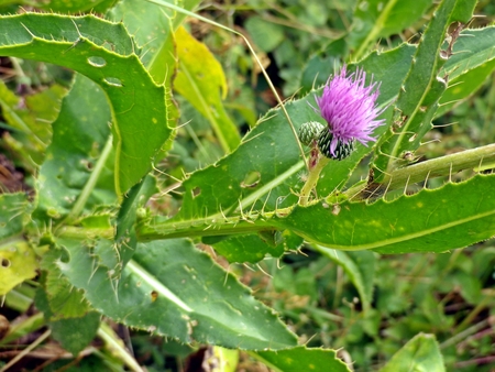 [Foto de planta, jardin, jardineria]