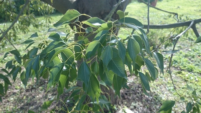 [Foto de planta, jardin, jardineria]