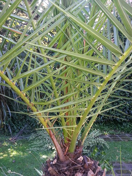 [Foto de planta, jardin, jardineria]