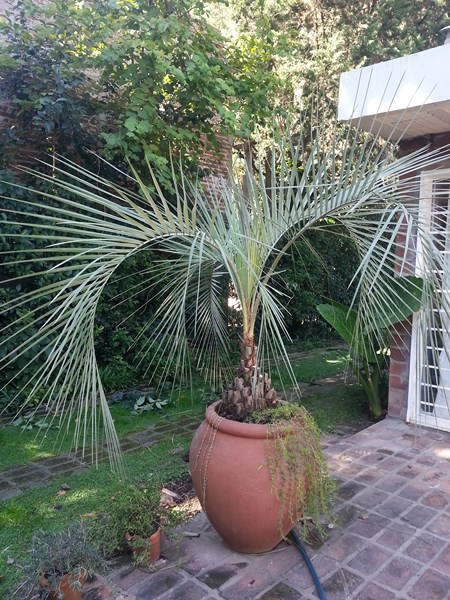 [Foto de planta, jardin, jardineria]