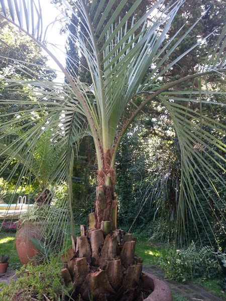 [Foto de planta, jardin, jardineria]