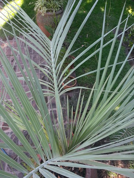 [Foto de planta, jardin, jardineria]