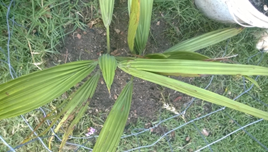 [Foto de planta, jardin, jardineria]