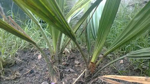 [Foto de planta, jardin, jardineria]