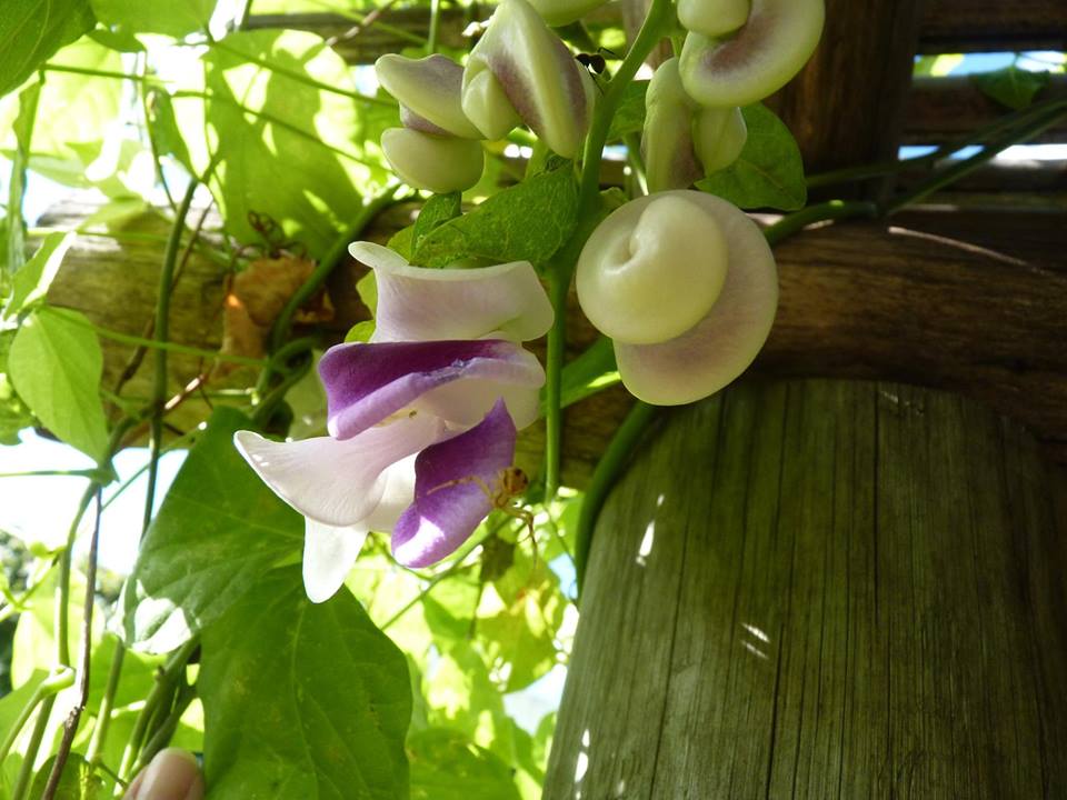 [Foto de planta, jardin, jardineria]