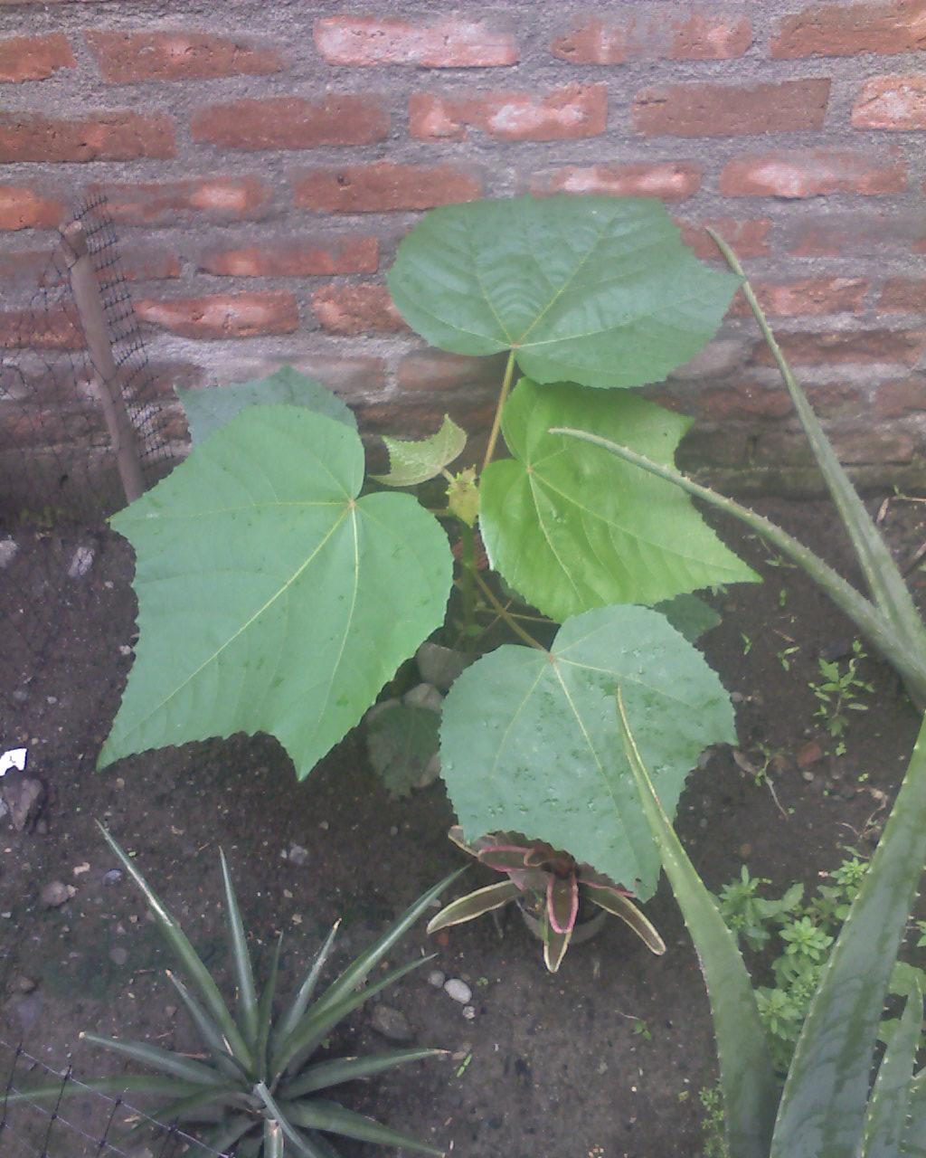 [Foto de planta, jardin, jardineria]