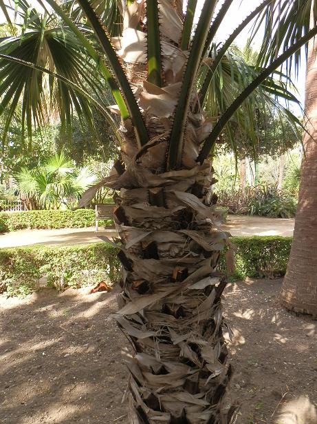 [Foto de planta, jardin, jardineria]