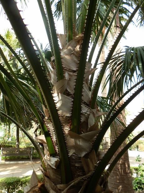 [Foto de planta, jardin, jardineria]