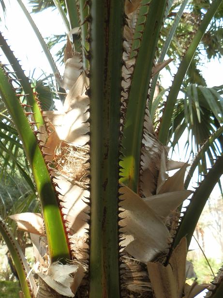 [Foto de planta, jardin, jardineria]