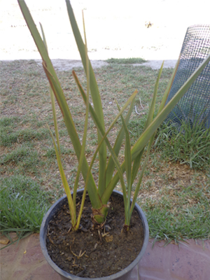 [Foto de planta, jardin, jardineria]