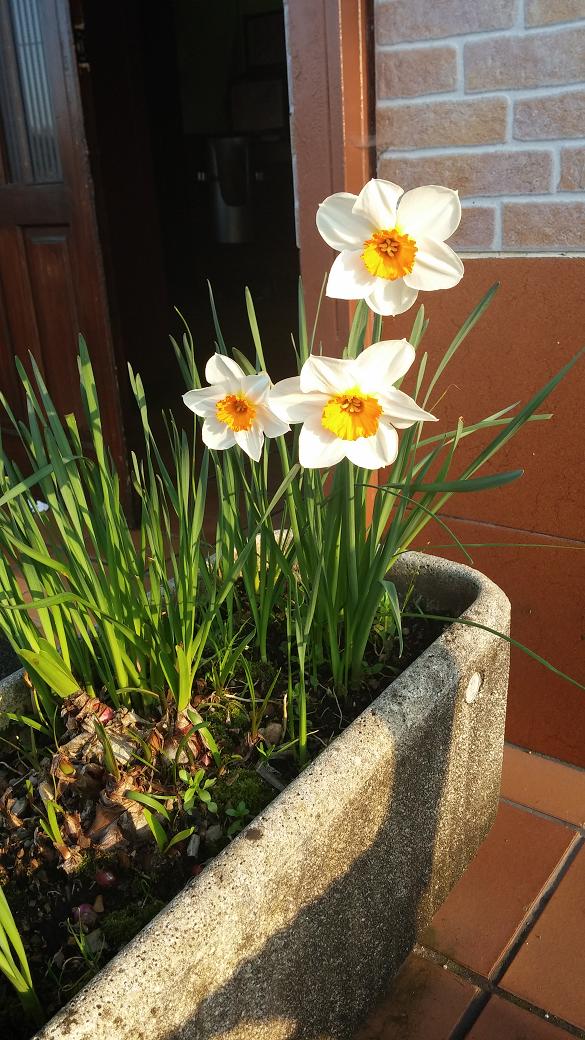 [Foto de planta, jardin, jardineria]