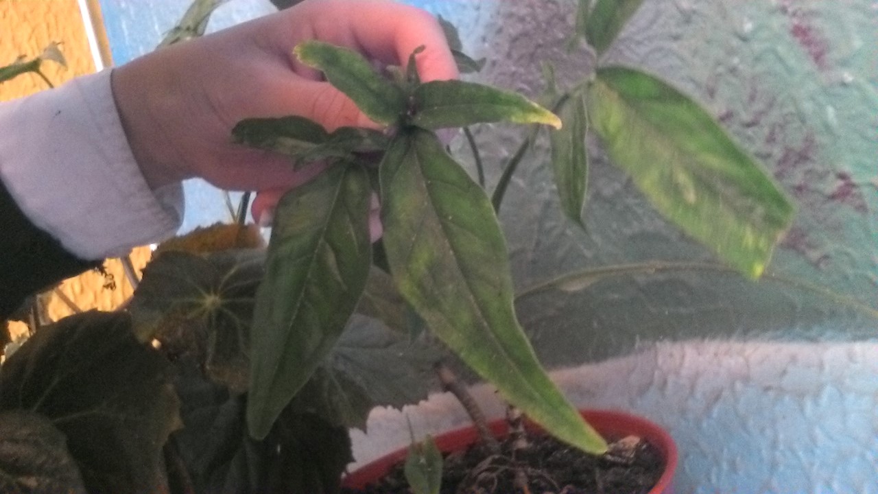 [Foto de planta, jardin, jardineria]