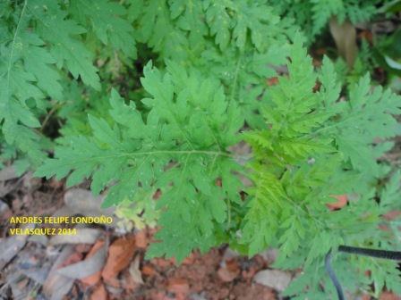 [Foto de planta, jardin, jardineria]