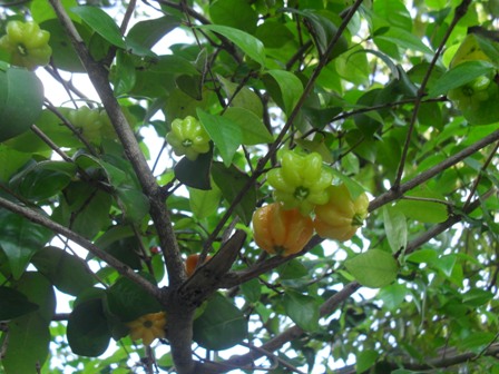 [Foto de planta, jardin, jardineria]