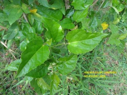 [Foto de planta, jardin, jardineria]