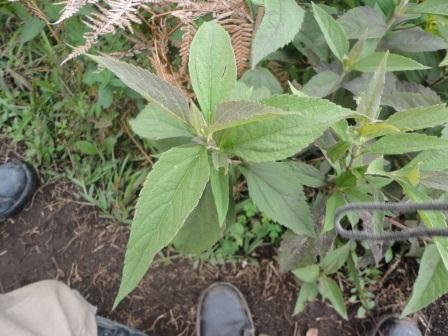 [Foto de planta, jardin, jardineria]