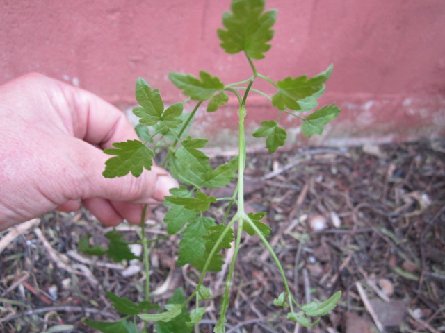 [Foto de planta, jardin, jardineria]