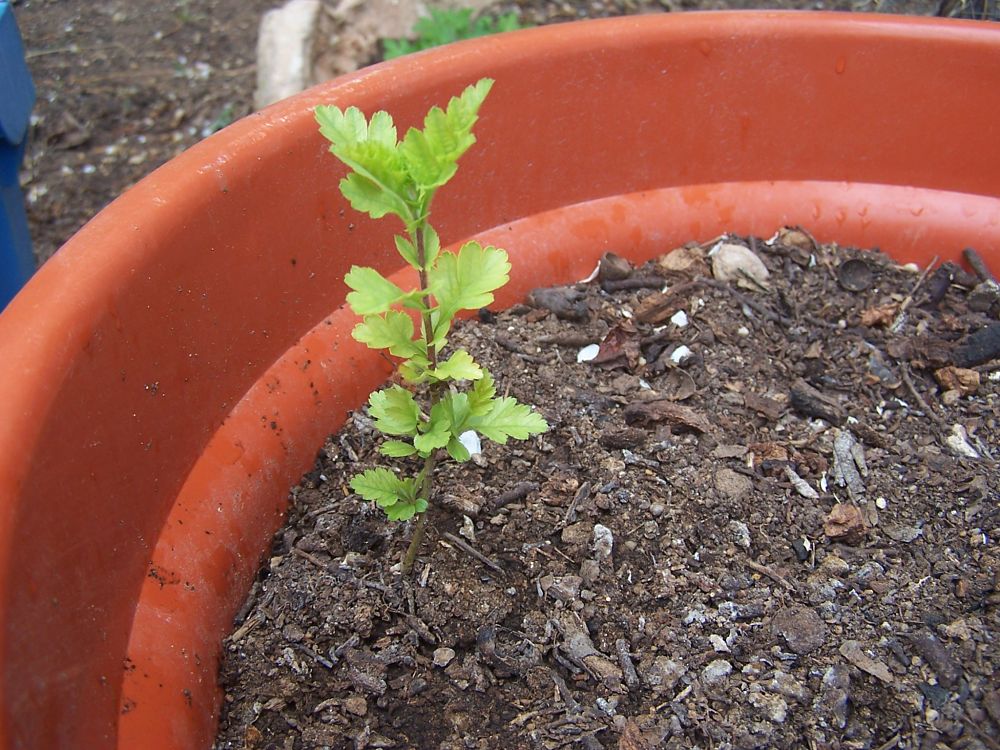 [Foto de planta, jardin, jardineria]