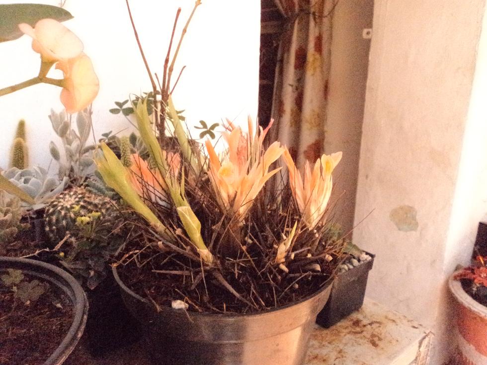 [Foto de planta, jardin, jardineria]