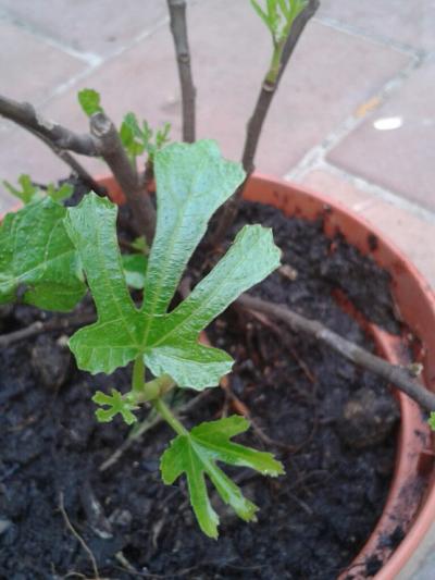 [Foto de planta, jardin, jardineria]