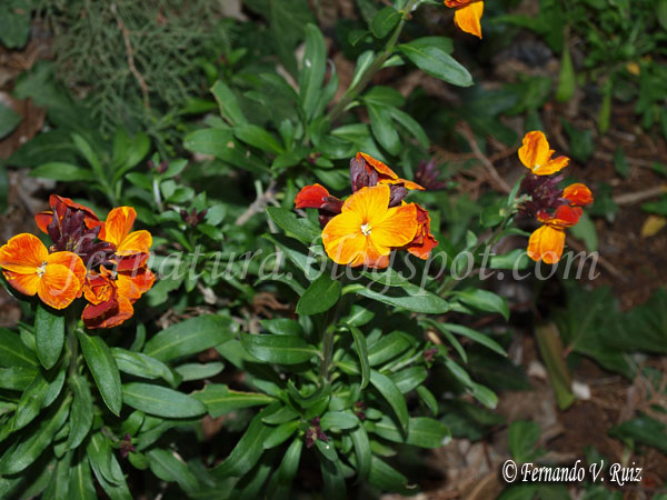 [Foto de planta, jardin, jardineria]