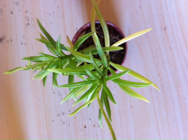 [Foto de planta, jardin, jardineria]