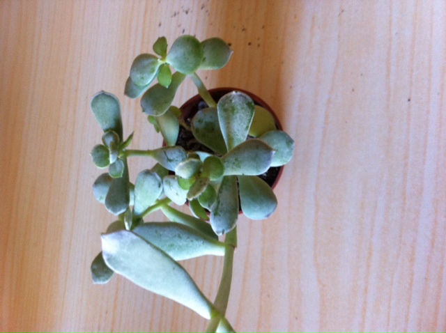 [Foto de planta, jardin, jardineria]