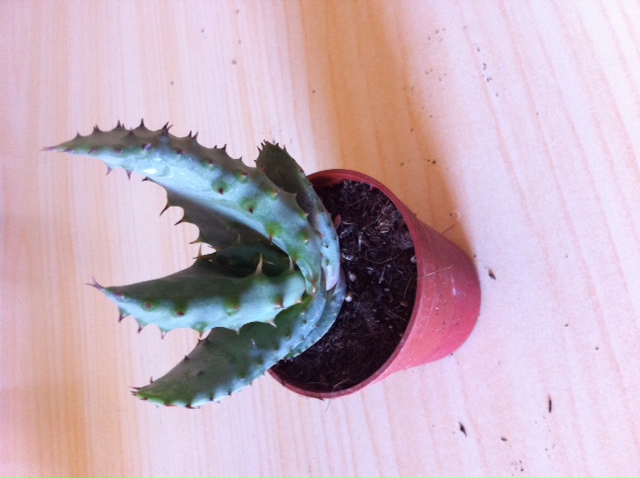 [Foto de planta, jardin, jardineria]