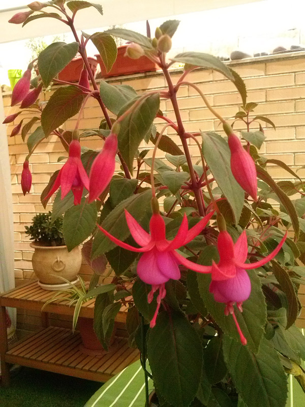 [Foto de planta, jardin, jardineria]