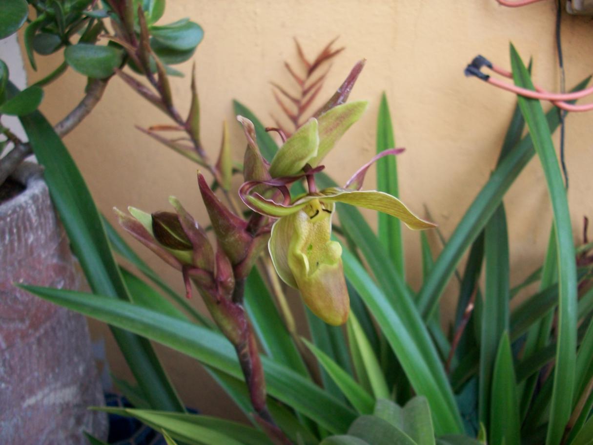 [Foto de planta, jardin, jardineria]