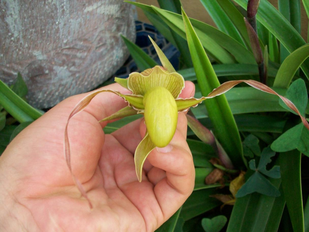 [Foto de planta, jardin, jardineria]