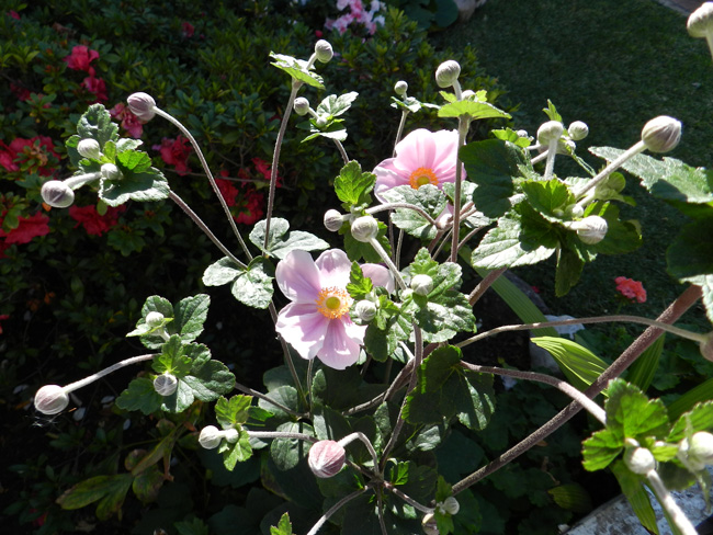 [Foto de planta, jardin, jardineria]