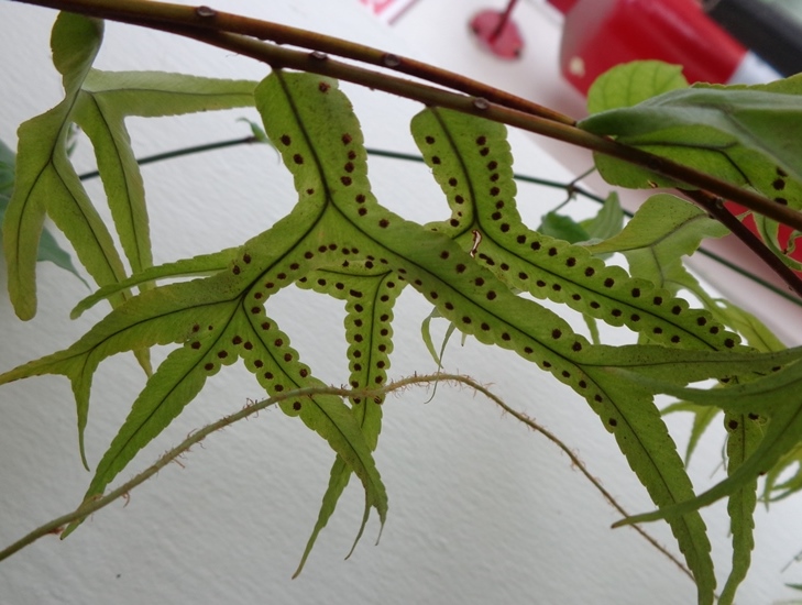 [Foto de planta, jardin, jardineria]