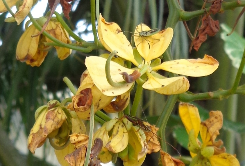 [Foto de planta, jardin, jardineria]