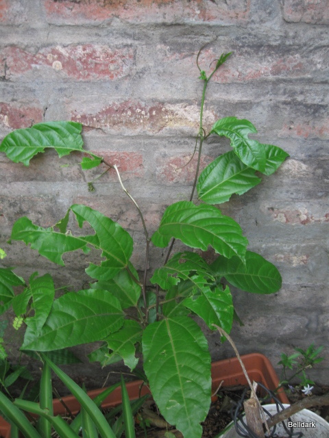 [Foto de planta, jardin, jardineria]