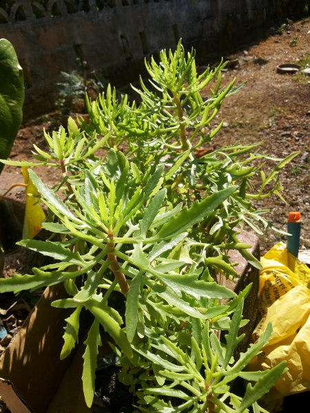 [Foto de planta, jardin, jardineria]