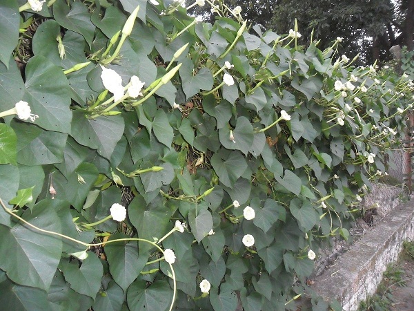 [Foto de planta, jardin, jardineria]