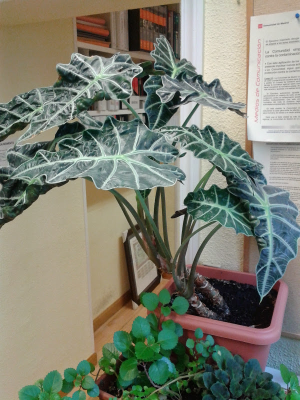 [Foto de planta, jardin, jardineria]