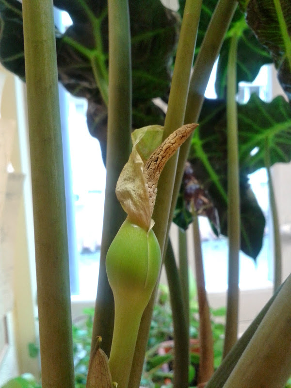 [Foto de planta, jardin, jardineria]