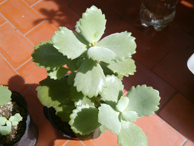 [Foto de planta, jardin, jardineria]