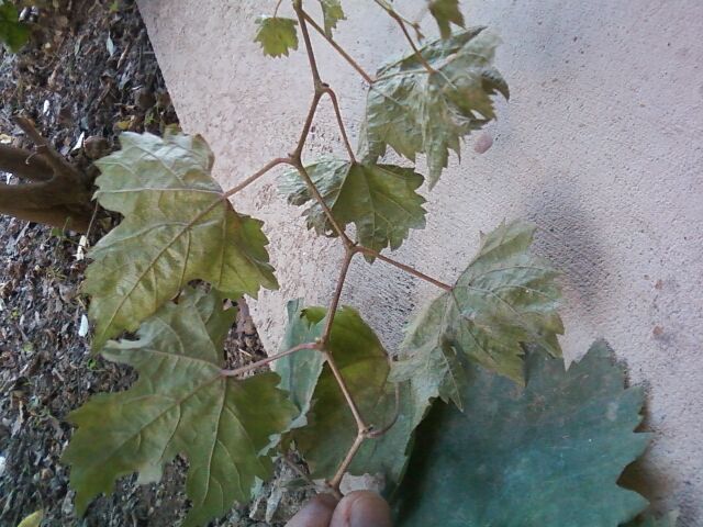 [Foto de planta, jardin, jardineria]