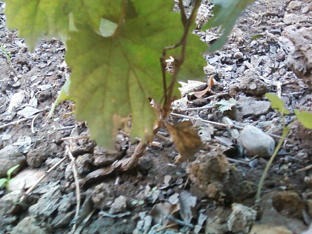 [Foto de planta, jardin, jardineria]