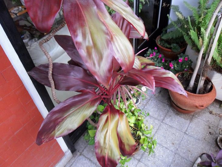 [Foto de planta, jardin, jardineria]