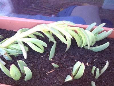 [Foto de planta, jardin, jardineria]