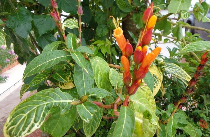 [Foto de planta, jardin, jardineria]