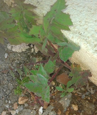 [Foto de planta, jardin, jardineria]