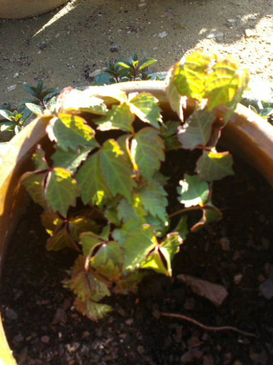 [Foto de planta, jardin, jardineria]
