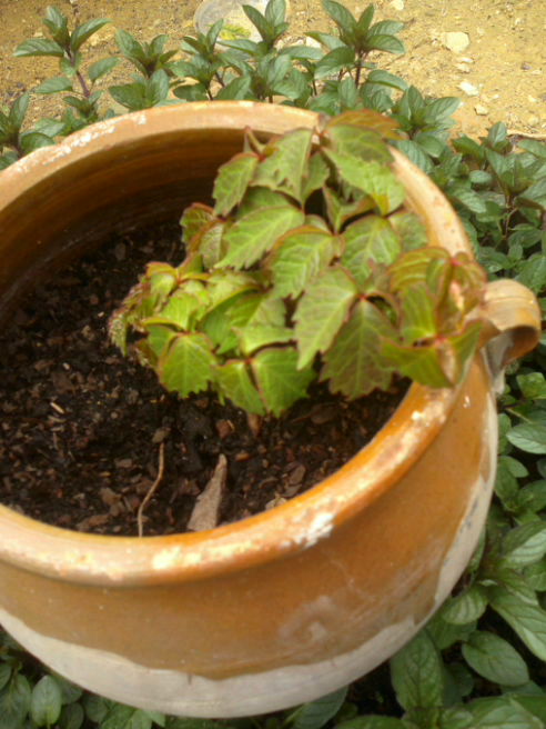 [Foto de planta, jardin, jardineria]