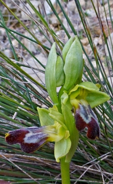 [Foto de planta, jardin, jardineria]