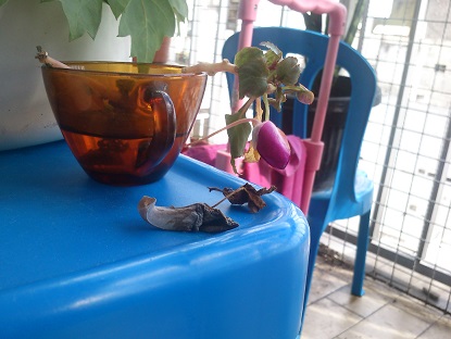 [Foto de planta, jardin, jardineria]